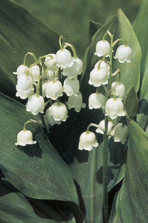 Secret Garden Aromatic Cluster