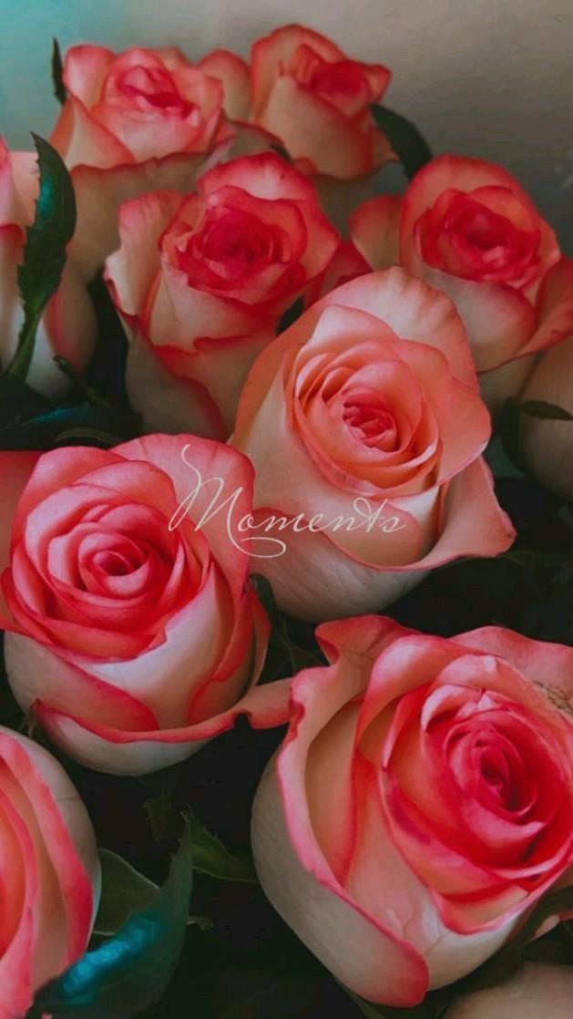 Eternal Grace Pastel Posy Assortment